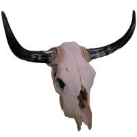 Bull Skull 5