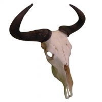Bull Skull 6